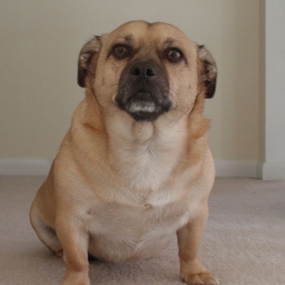 Meet your Posher, Douglas - Picture 1 of 1